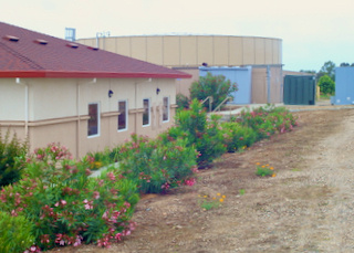 bushes